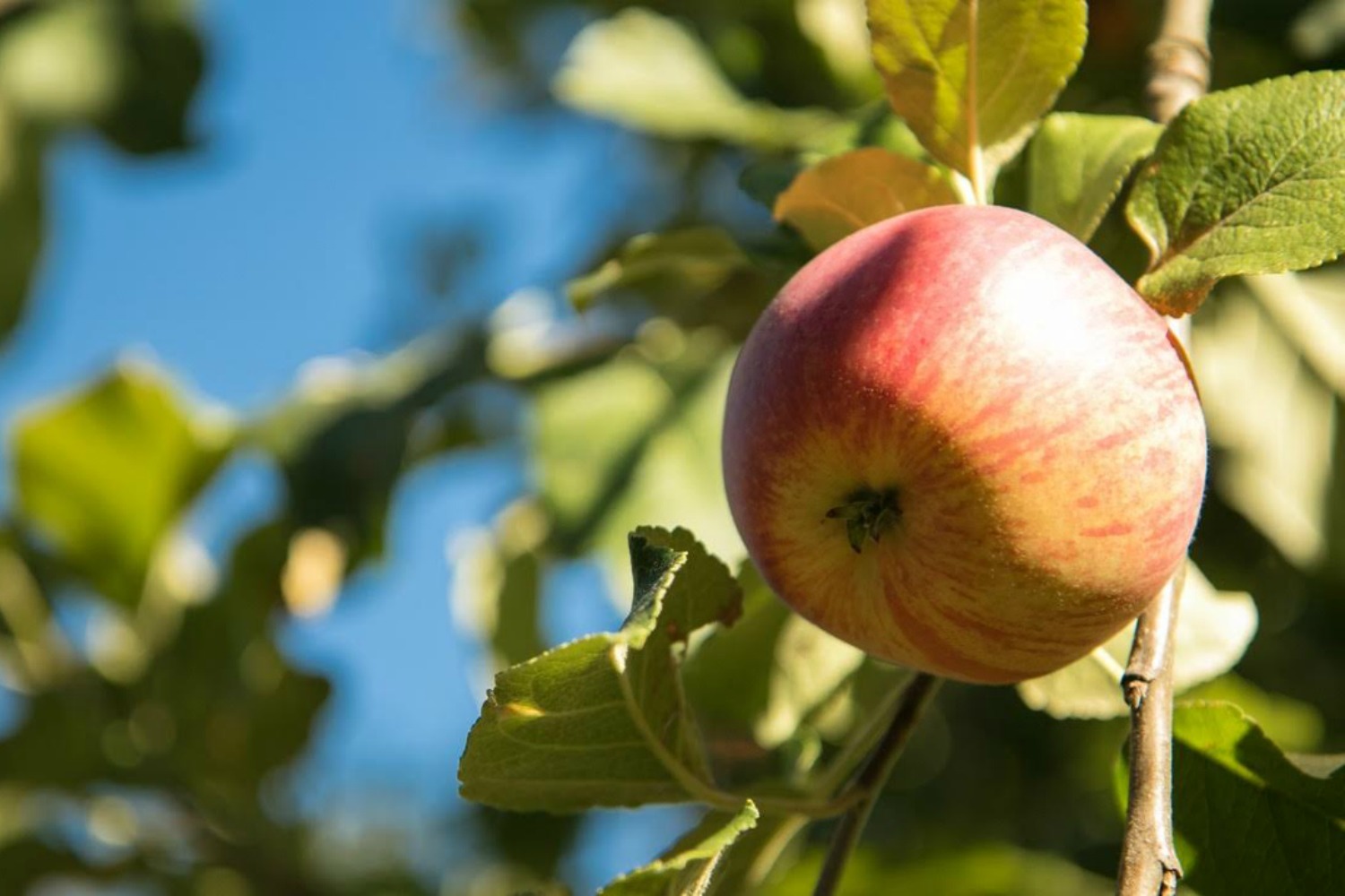 apple on a tree image